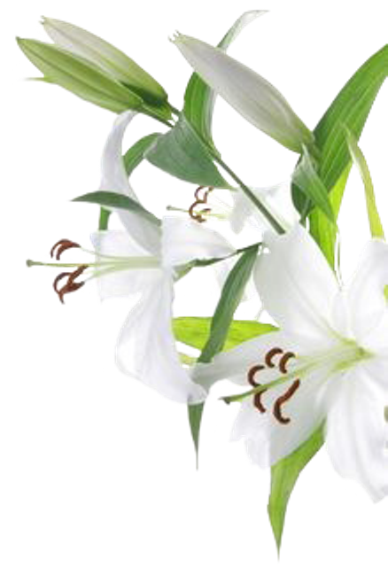 White Lilies