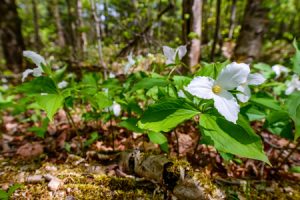 Trinity Lutheran - Trillium Flower